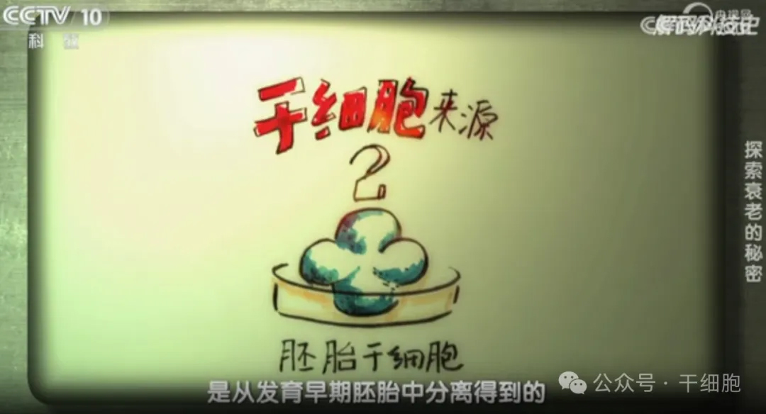 央视CCTV：干细胞科普！到50岁时干细胞数量仅剩下约3亿，人体衰老加速，各器官功能下降，各种疾病开始出现